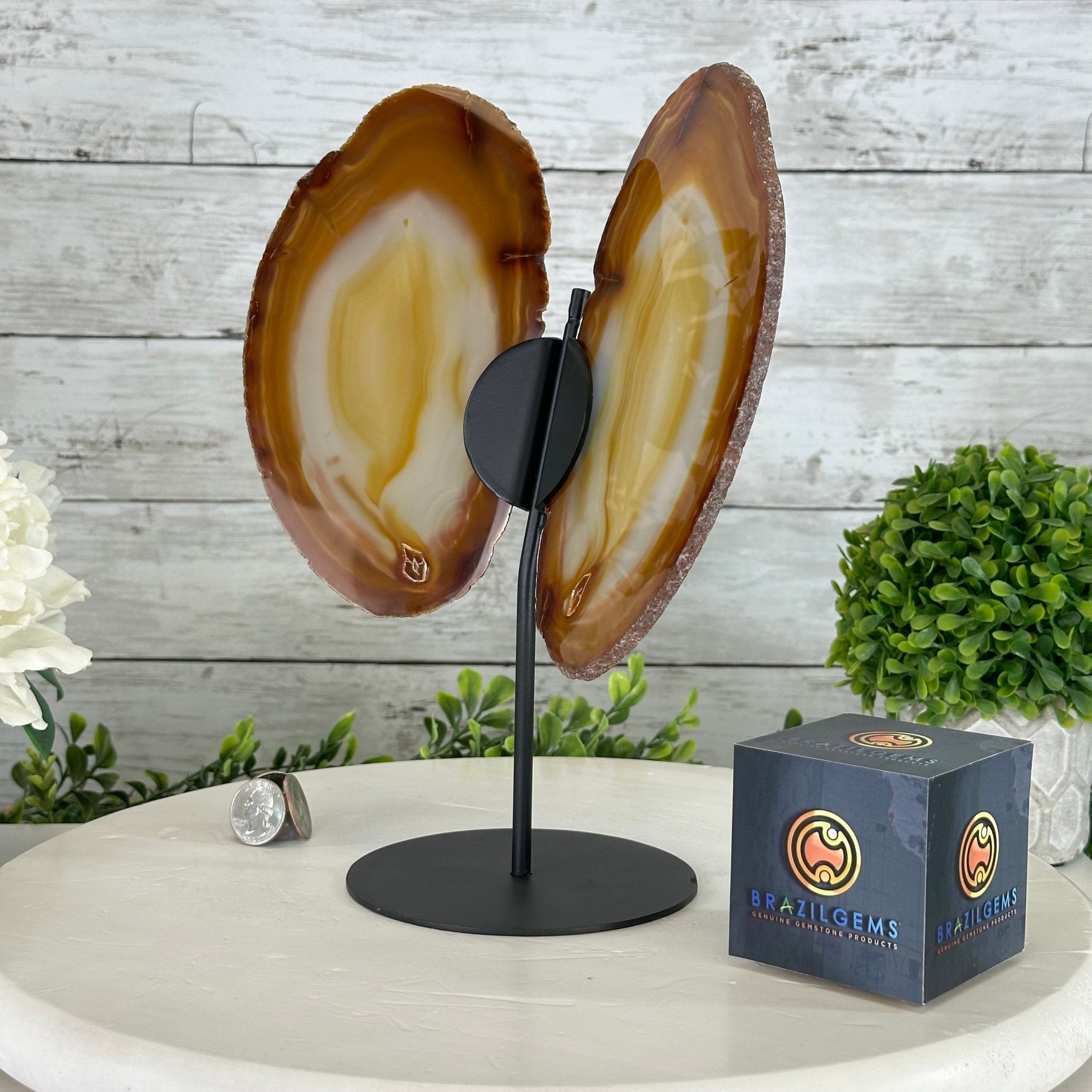 Natural Brazilian Agate "Butterfly Wings", 10.8" Tall #5050NA-120 - Brazil GemsBrazil GemsNatural Brazilian Agate "Butterfly Wings", 10.8" Tall #5050NA-120Agate Butterfly Wings5050NA-120