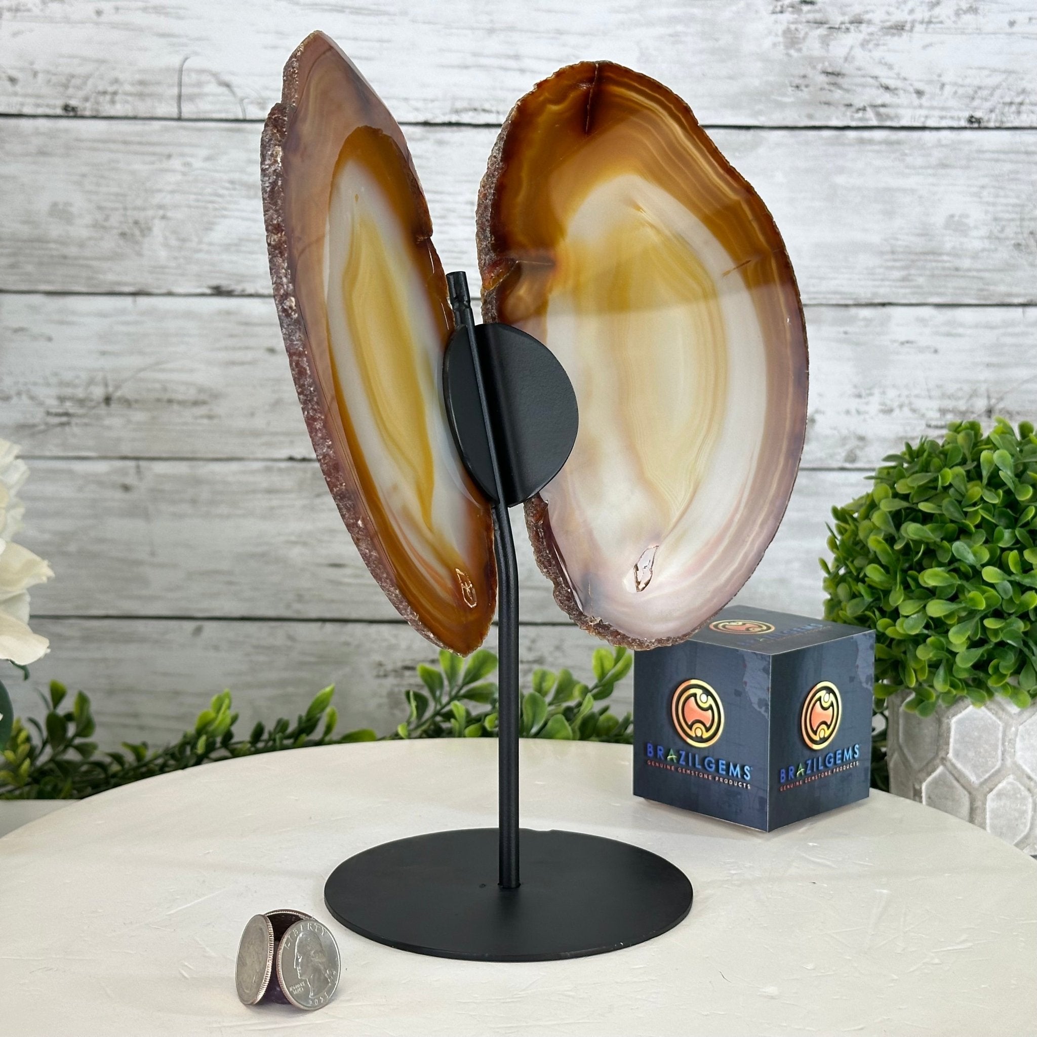 Natural Brazilian Agate "Butterfly Wings", 10.8" Tall #5050NA-120 - Brazil GemsBrazil GemsNatural Brazilian Agate "Butterfly Wings", 10.8" Tall #5050NA-120Agate Butterfly Wings5050NA-120