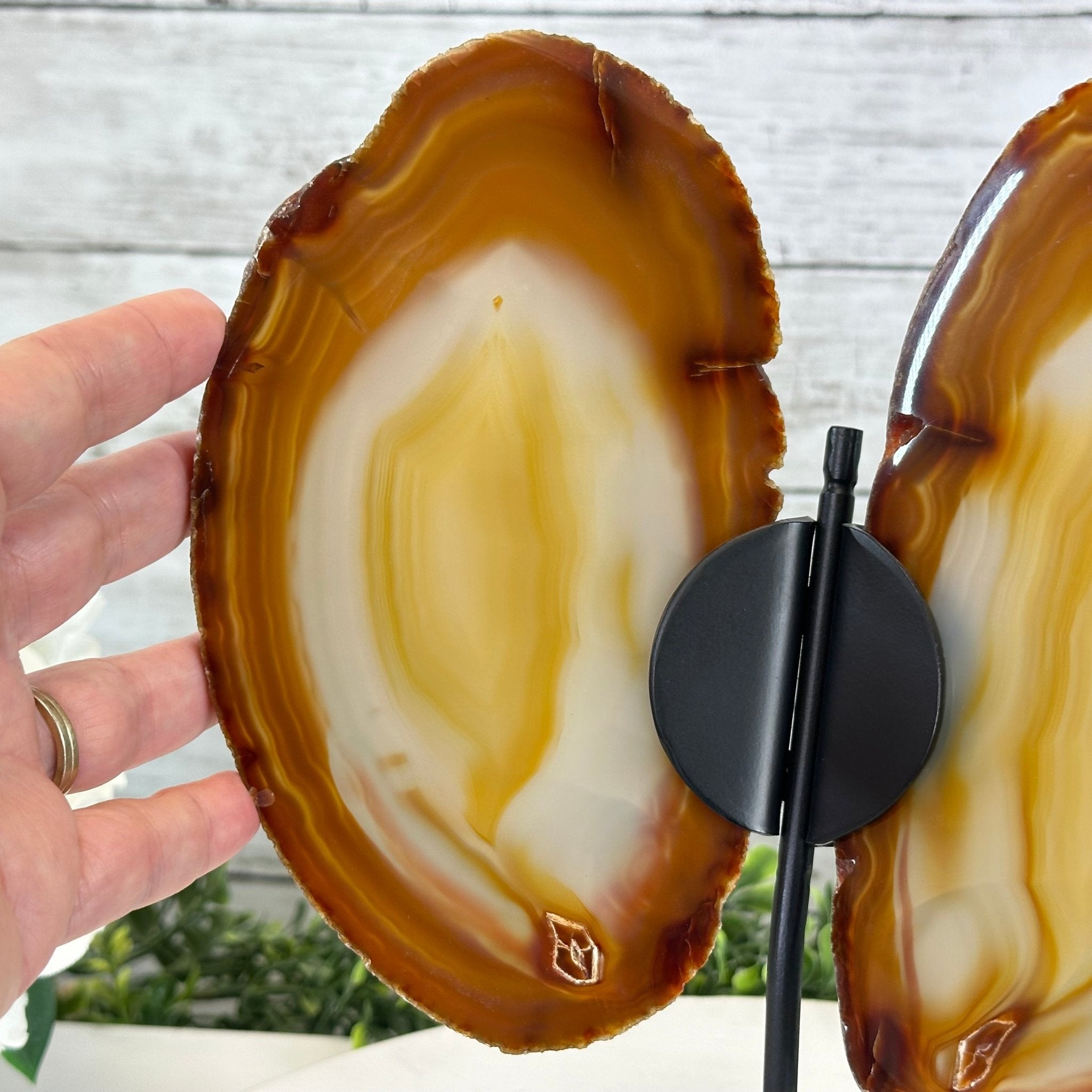Natural Brazilian Agate "Butterfly Wings", 10.8" Tall #5050NA-120 - Brazil GemsBrazil GemsNatural Brazilian Agate "Butterfly Wings", 10.8" Tall #5050NA-120Agate Butterfly Wings5050NA-120
