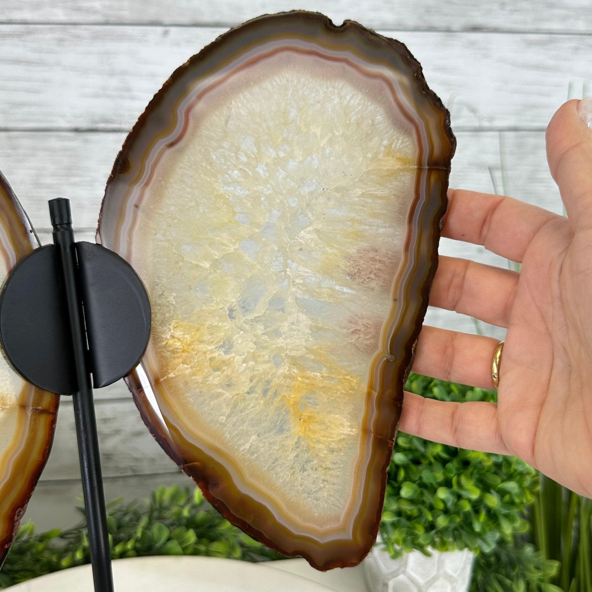 Natural Brazilian Agate "Butterfly Wings", 14.2" Tall #5050NA-080 - Brazil GemsBrazil GemsNatural Brazilian Agate "Butterfly Wings", 14.2" Tall #5050NA-080Agate Butterfly Wings5050NA-080