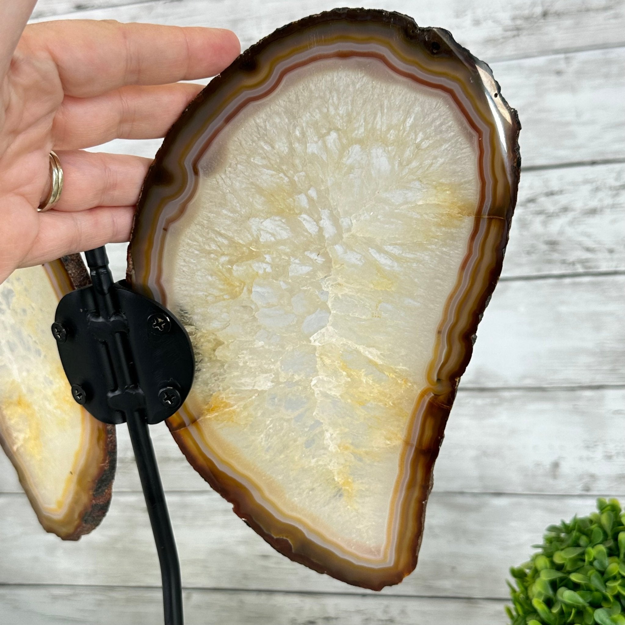 Natural Brazilian Agate "Butterfly Wings", 14.2" Tall #5050NA-080 - Brazil GemsBrazil GemsNatural Brazilian Agate "Butterfly Wings", 14.2" Tall #5050NA-080Agate Butterfly Wings5050NA-080