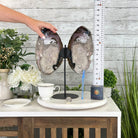 Natural Brazilian Agate "Butterfly Wings", 15.25" Tall #5050NA-097 - Brazil GemsBrazil GemsNatural Brazilian Agate "Butterfly Wings", 15.25" Tall #5050NA-097Agate Butterfly Wings5050NA-097