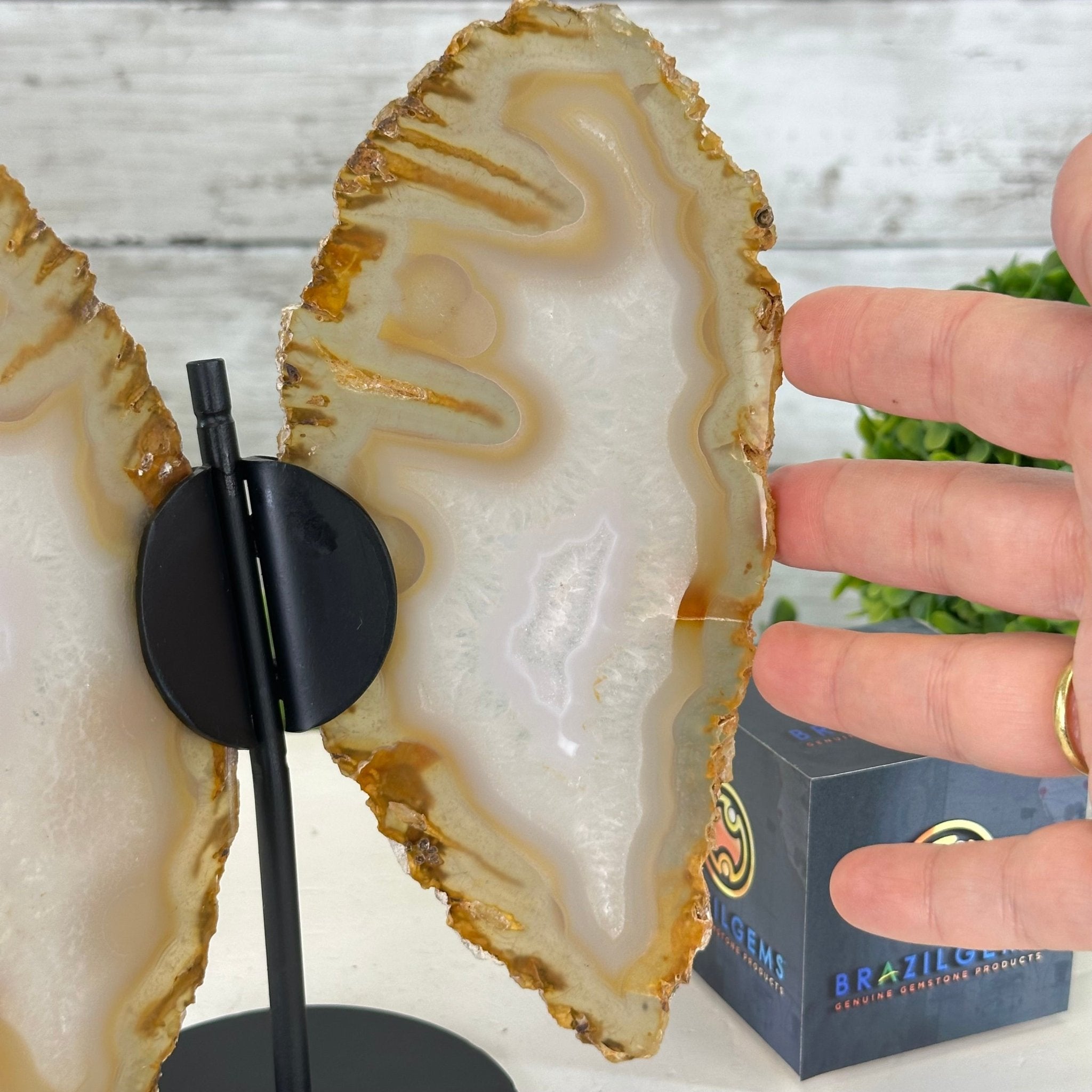 Natural Brazilian Agate "Butterfly Wings", 8" Tall #5050NA-145 - Brazil GemsBrazil GemsNatural Brazilian Agate "Butterfly Wings", 8" Tall #5050NA-145Agate Butterfly Wings5050NA-145