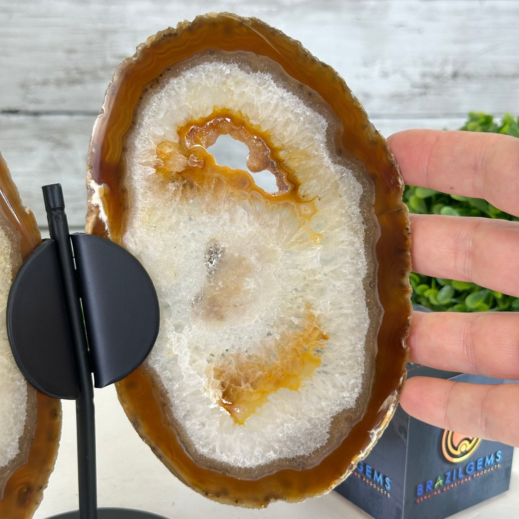 Natural Brazilian Agate "Butterfly Wings", 8.1" Tall #5050NA-153 - Brazil GemsBrazil GemsNatural Brazilian Agate "Butterfly Wings", 8.1" Tall #5050NA-153Agate Butterfly Wings5050NA-153