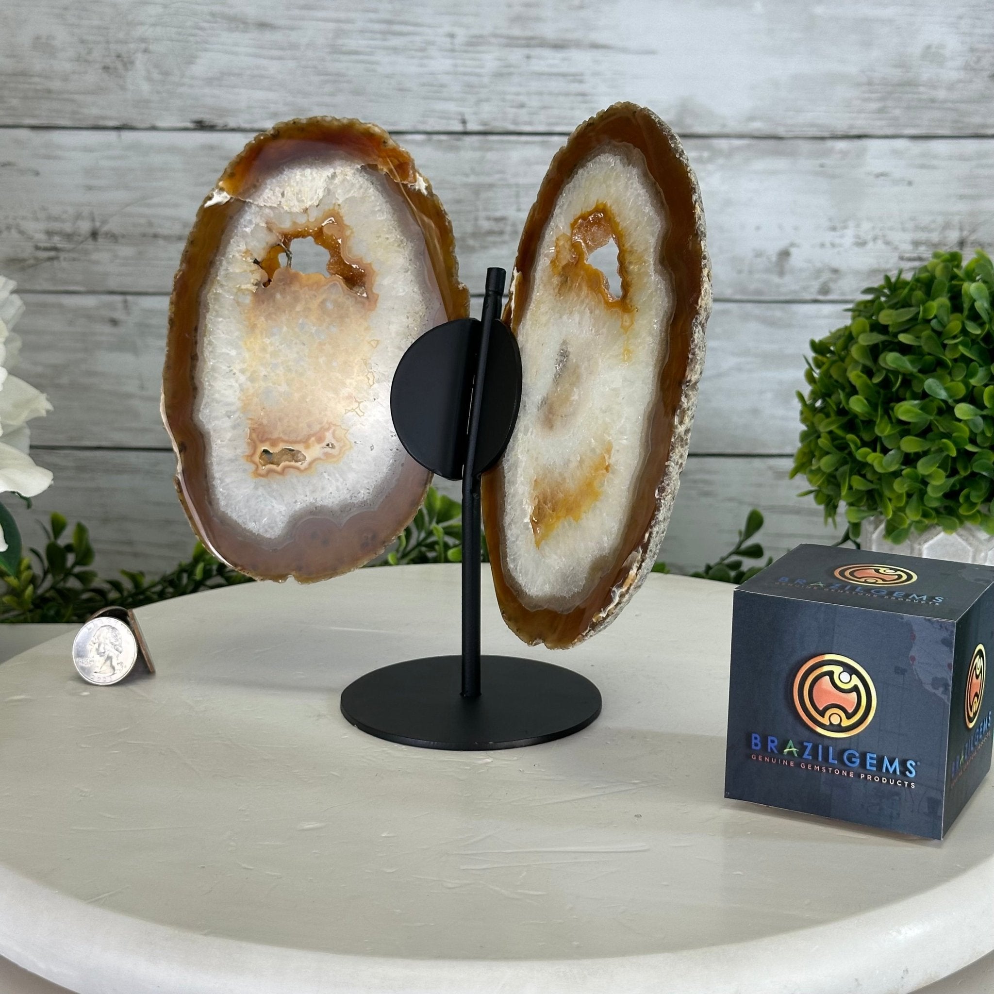 Natural Brazilian Agate "Butterfly Wings", 8.1" Tall #5050NA-153 - Brazil GemsBrazil GemsNatural Brazilian Agate "Butterfly Wings", 8.1" Tall #5050NA-153Agate Butterfly Wings5050NA-153