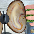 Natural Brazilian Agate "Butterfly Wings", 8.4" Tall #5050NA-108 - Brazil GemsBrazil GemsNatural Brazilian Agate "Butterfly Wings", 8.4" Tall #5050NA-108Agate Butterfly Wings5050NA-108