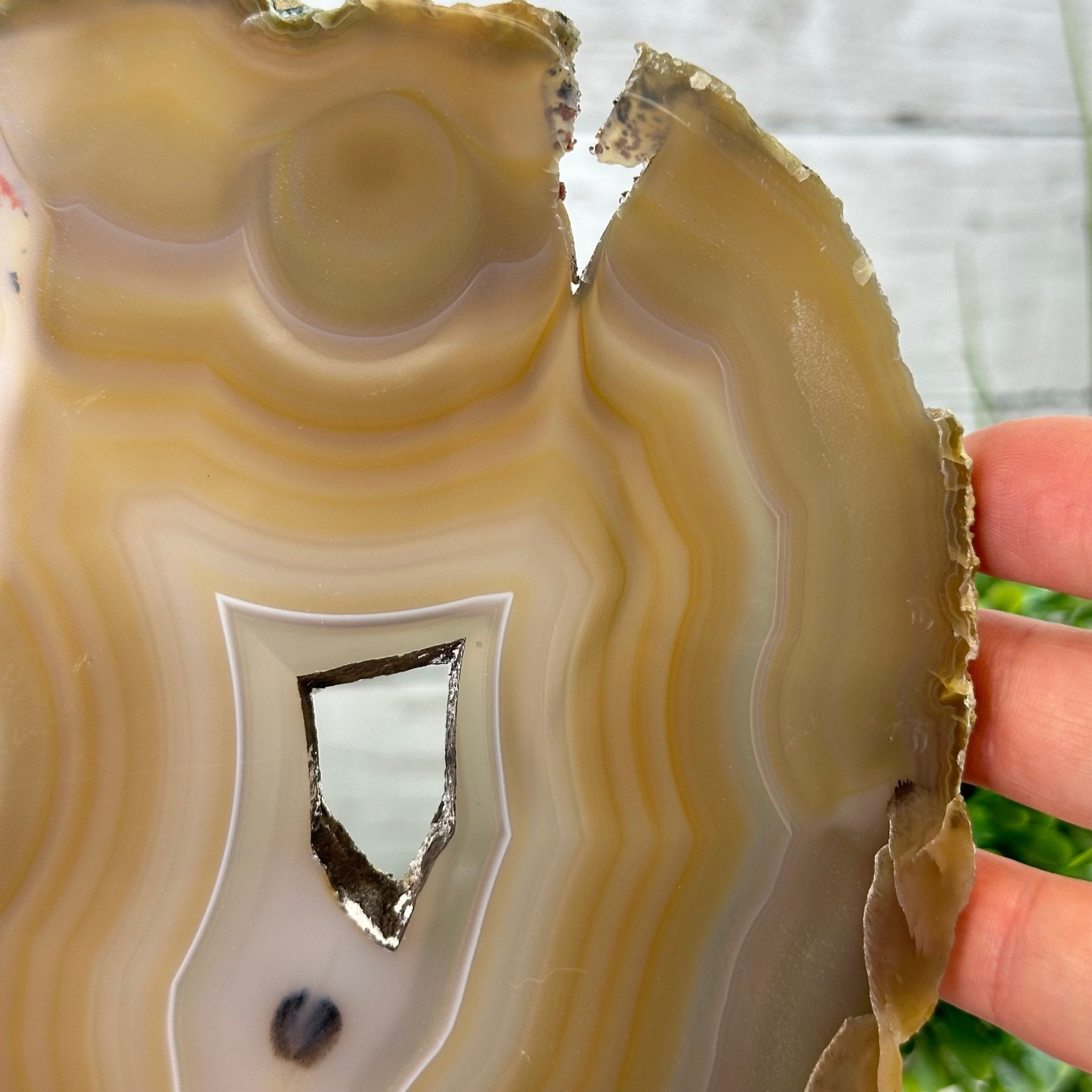 Natural Brazilian Agate "Butterfly Wings", 9.1" Tall #5050NA-133 - Brazil GemsBrazil GemsNatural Brazilian Agate "Butterfly Wings", 9.1" Tall #5050NA-133Agate Butterfly Wings5050NA-133