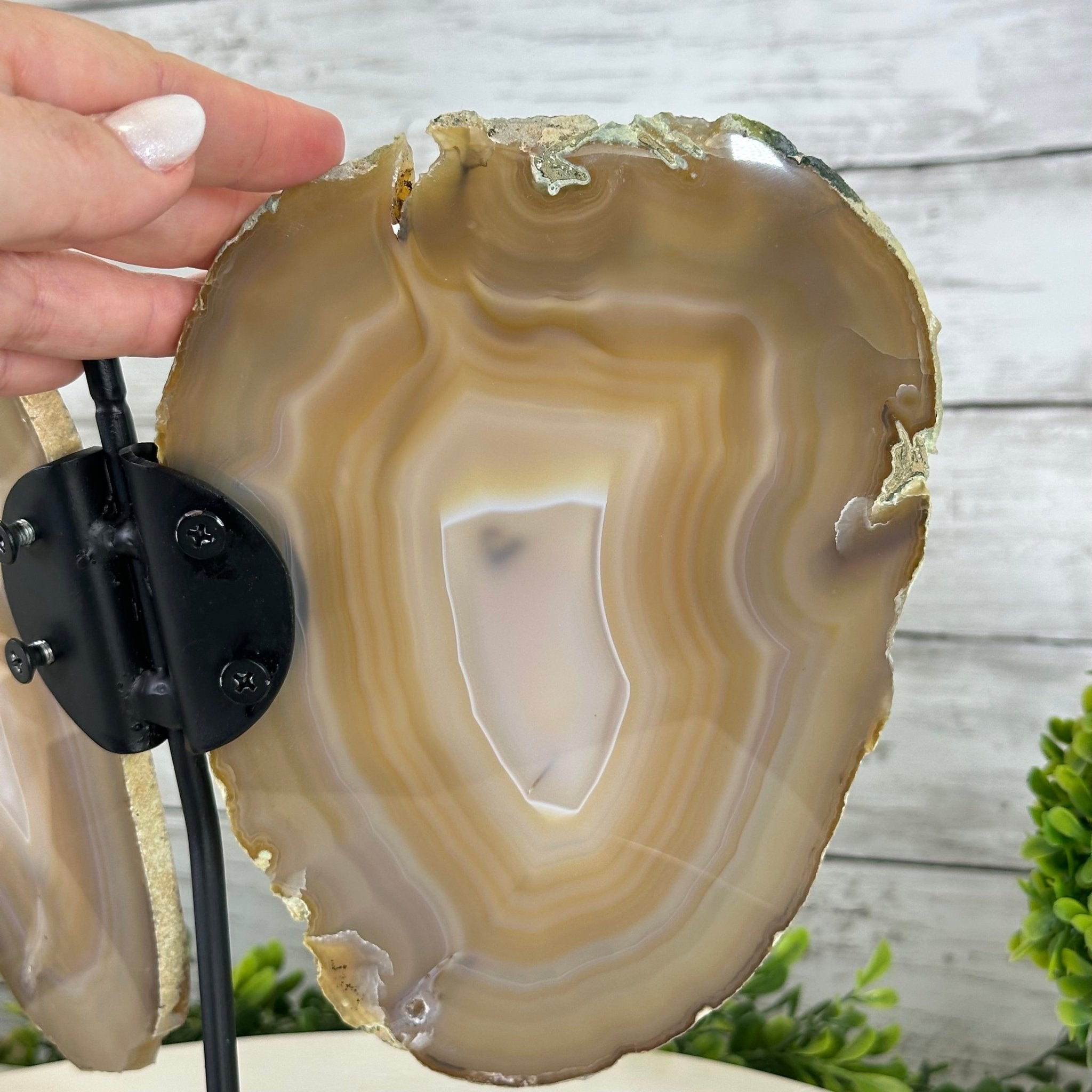 Natural Brazilian Agate "Butterfly Wings", 9.1" Tall #5050NA-133 - Brazil GemsBrazil GemsNatural Brazilian Agate "Butterfly Wings", 9.1" Tall #5050NA-133Agate Butterfly Wings5050NA-133