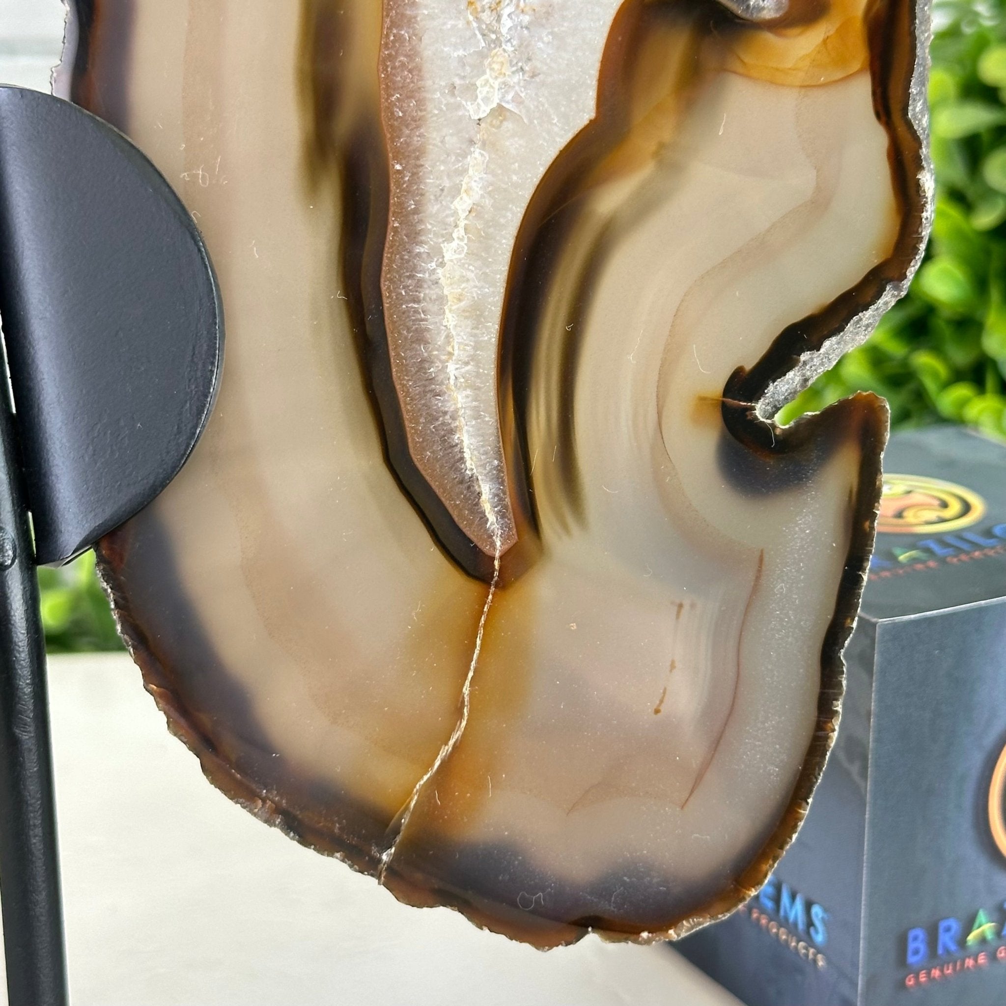 Natural Brazilian Agate "Butterfly Wings", 9.2" Tall #5050NA-151 - Brazil GemsBrazil GemsNatural Brazilian Agate "Butterfly Wings", 9.2" Tall #5050NA-151Agate Butterfly Wings5050NA-151