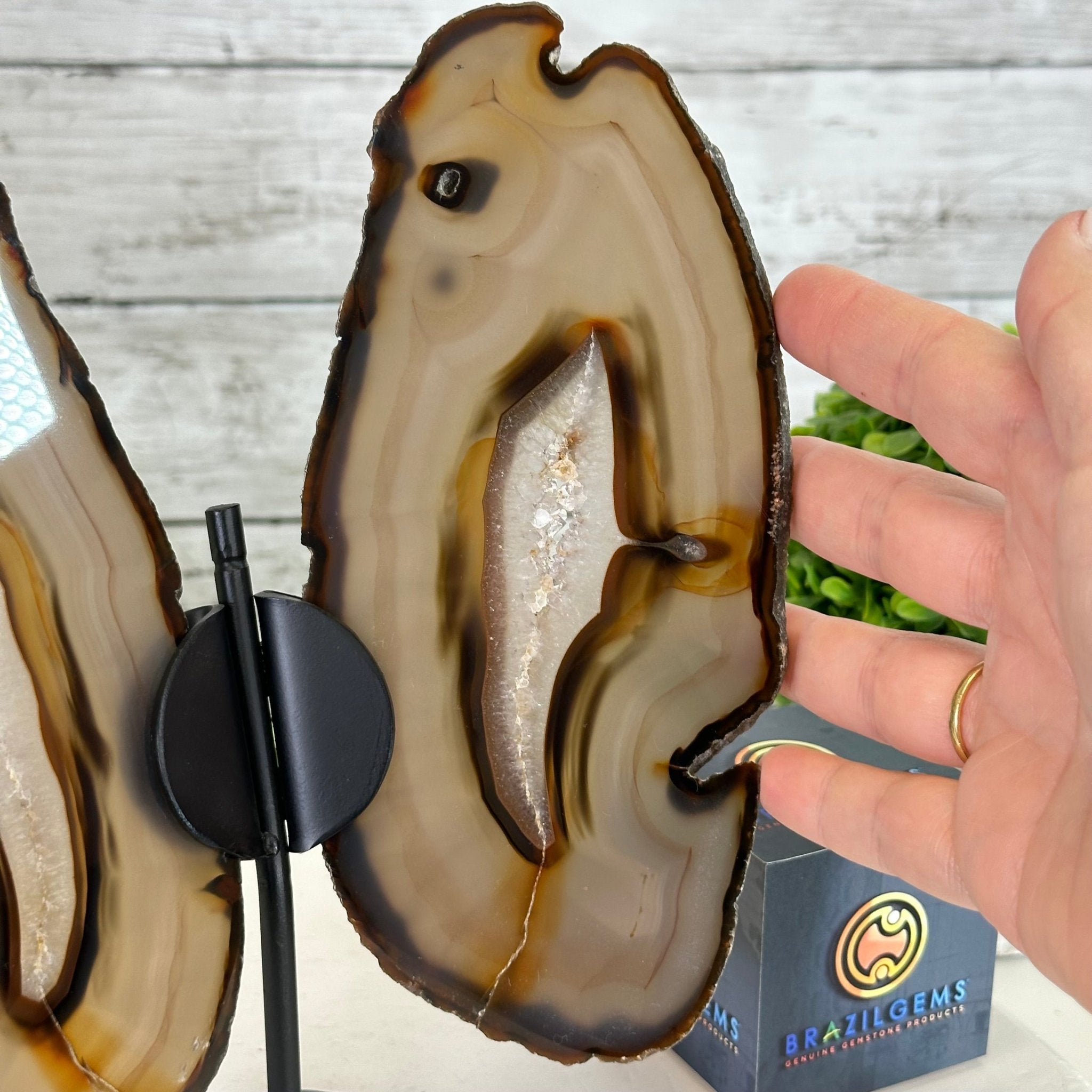 Natural Brazilian Agate "Butterfly Wings", 9.2" Tall #5050NA-151 - Brazil GemsBrazil GemsNatural Brazilian Agate "Butterfly Wings", 9.2" Tall #5050NA-151Agate Butterfly Wings5050NA-151
