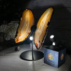 Natural Brazilian Agate "Butterfly Wings", 9.6" Tall #5050NA-105 - Brazil GemsBrazil GemsNatural Brazilian Agate "Butterfly Wings", 9.6" Tall #5050NA-105Agate Butterfly Wings5050NA-105