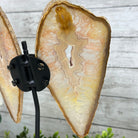 Natural Brazilian Agate "Butterfly Wings", 9.9" Tall #5050NA-116 - Brazil GemsBrazil GemsNatural Brazilian Agate "Butterfly Wings", 9.9" Tall #5050NA-116Agate Butterfly Wings5050NA-116