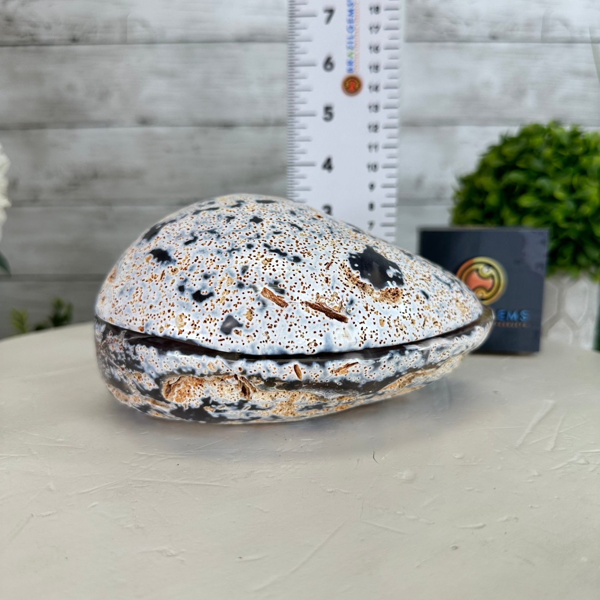 Quality Agate Geode "Jewelry Box", 3.6 lbs & 3.5" Tall #5251-0007 - Brazil GemsBrazil GemsQuality Agate Geode "Jewelry Box", 3.6 lbs & 3.5" Tall #5251-0007Agate Jewelry Boxes5251-0007