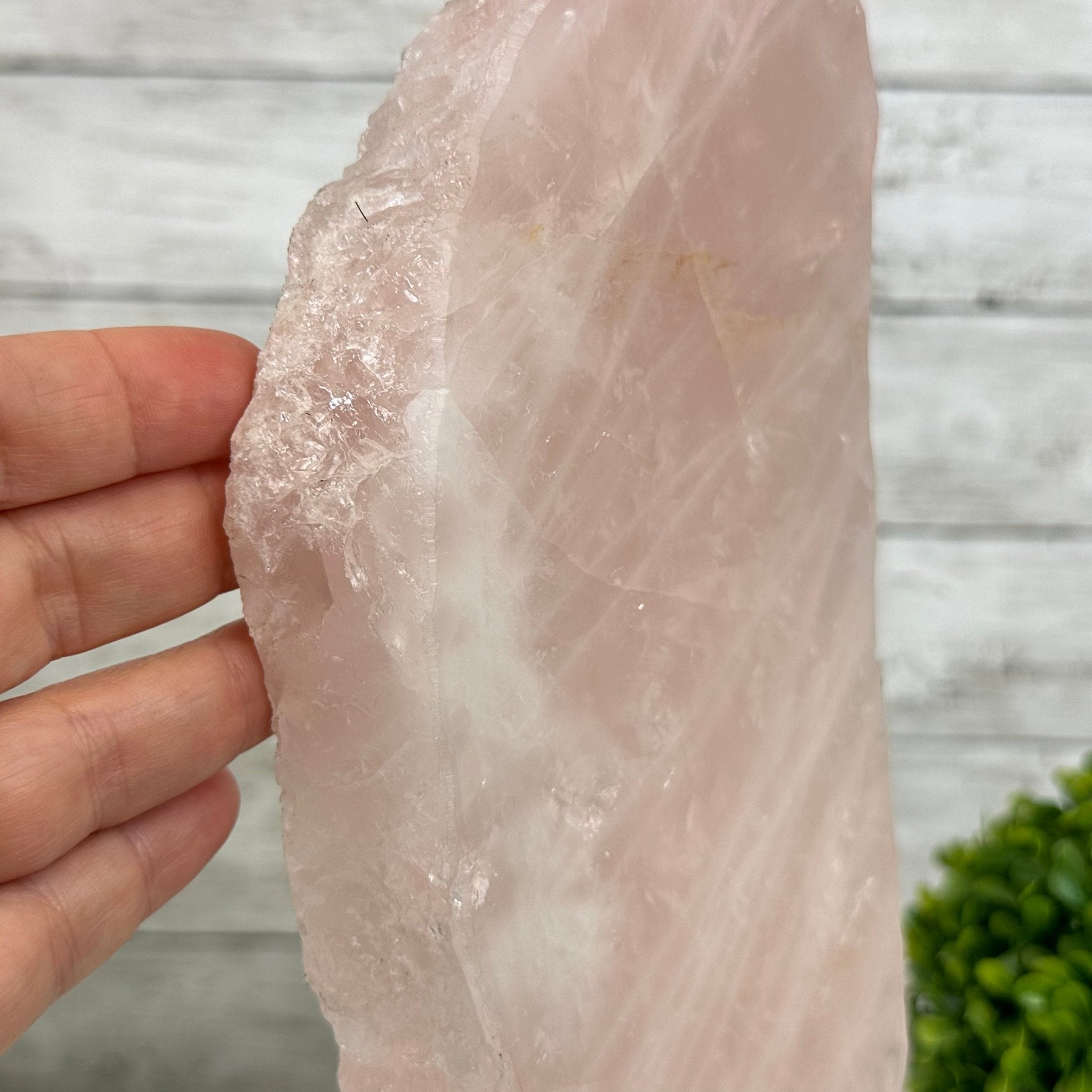 Rose Quartz Polished Slice with Rough Edges on a Wood Base Model 12.25" Tall Model #6100RQ-044 by Brazil Gems - Brazil GemsBrazil GemsRose Quartz Polished Slice with Rough Edges on a Wood Base Model 12.25" Tall Model #6100RQ-044 by Brazil GemsSlices on Wood Bases6100RQ-044