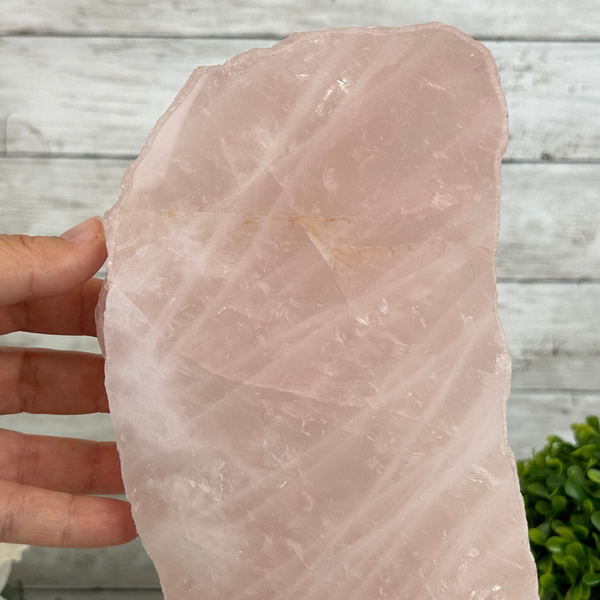 Rose Quartz Polished Slice with Rough Edges on a Wood Base Model 12.25" Tall Model #6100RQ-044 by Brazil Gems - Brazil GemsBrazil GemsRose Quartz Polished Slice with Rough Edges on a Wood Base Model 12.25" Tall Model #6100RQ-044 by Brazil GemsSlices on Wood Bases6100RQ-044