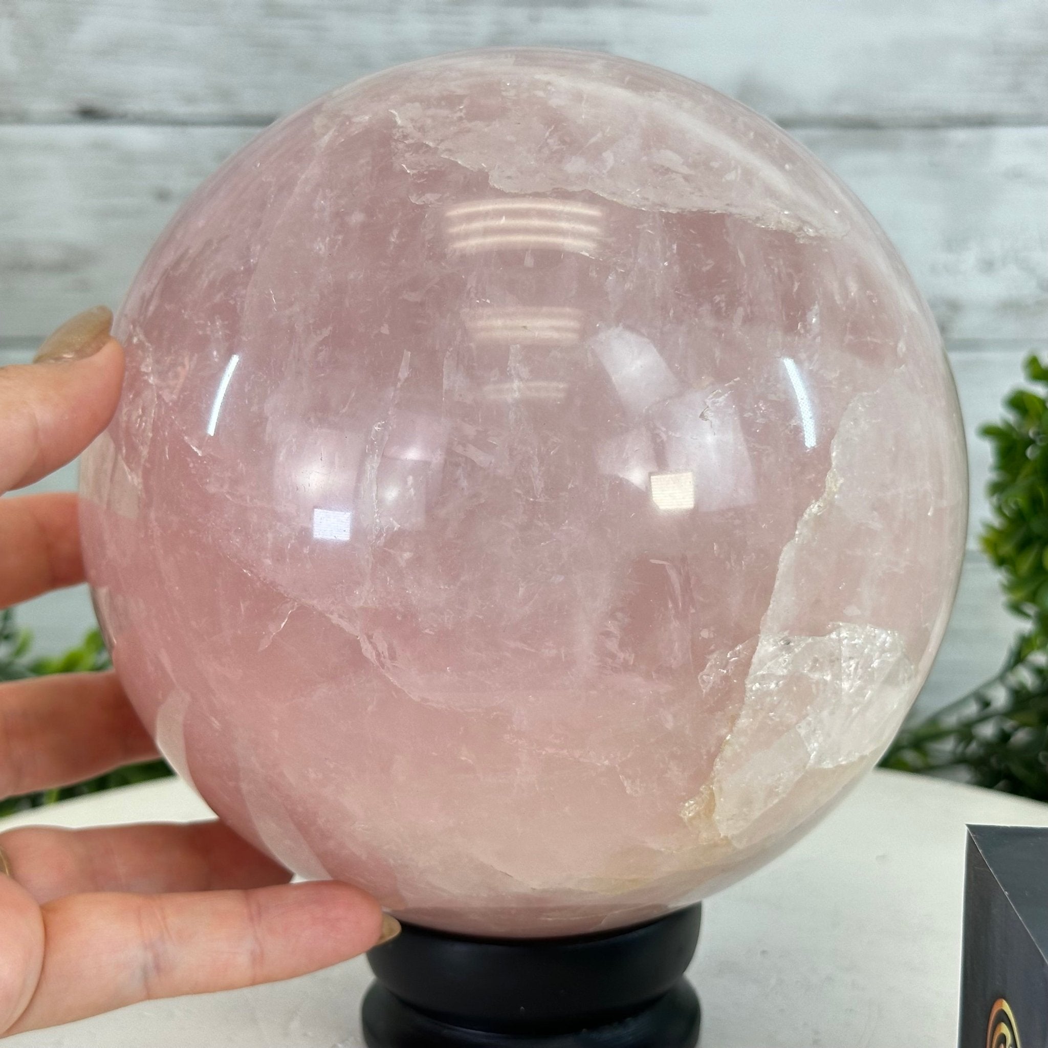 Rose Quartz Sphere on a Wood Base, 12.2 lbs & 7.4" Tall #5632 - 0019 - Brazil GemsBrazil GemsRose Quartz Sphere on a Wood Base, 12.2 lbs & 7.4" Tall #5632 - 0019Spheres5632 - 0019