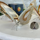 Small Natural Brazilian Agate "Butterfly Wings", ~4" Length #5049NA - Brazil GemsBrazil GemsSmall Natural Brazilian Agate "Butterfly Wings", ~4" Length #5049NAAgate Butterfly Wings5049NA-027