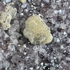 Standard Plus Quality Amethyst Crystal on Cement Base, 69.9 lbs and 22" Tall #5614-0097 - Brazil GemsBrazil GemsStandard Plus Quality Amethyst Crystal on Cement Base, 69.9 lbs and 22" Tall #5614-0097Clusters on Cement Bases5614-0097