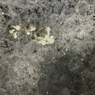 Standard Plus Quality Brazilian Amethyst Cathedral, 22” tall & 112.5 lbs #5601-0359 by Brazil Gems - Brazil GemsBrazil GemsStandard Plus Quality Brazilian Amethyst Cathedral, 22” tall & 112.5 lbs #5601-0359 by Brazil GemsCathedrals5601-0359