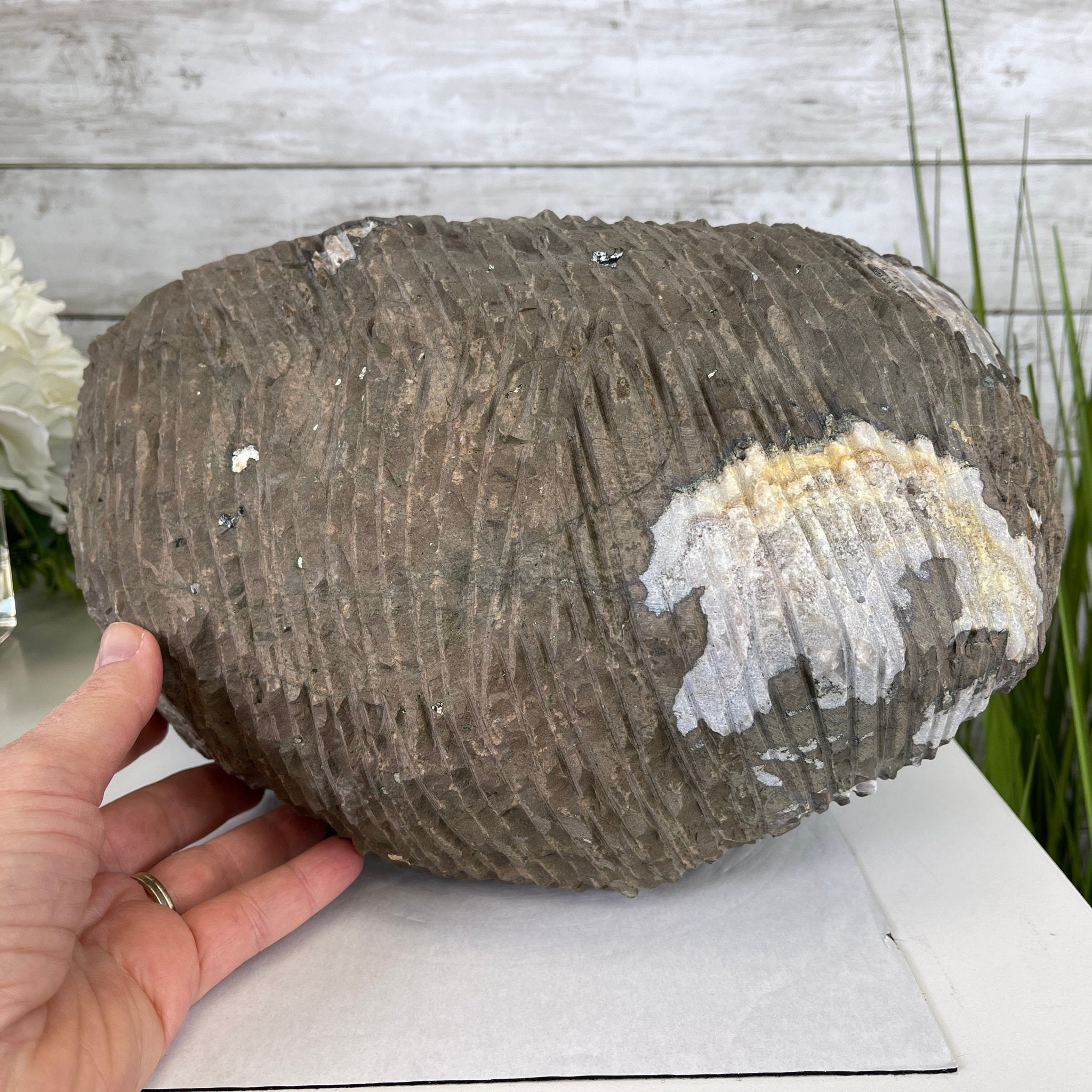 Super Quality Unique Uruguayan Amethyst Geode, 7” tall & 26.9 lbs #5520-0045 by Brazil Gems - Brazil GemsBrazil GemsSuper Quality Unique Uruguayan Amethyst Geode, 7” tall & 26.9 lbs #5520-0045 by Brazil GemsClusters: Unique & Freeform5520-0045