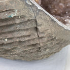 Super Quality Unique Uruguayan Amethyst Geode, 7” tall & 26.9 lbs #5520-0045 by Brazil Gems - Brazil GemsBrazil GemsSuper Quality Unique Uruguayan Amethyst Geode, 7” tall & 26.9 lbs #5520-0045 by Brazil GemsClusters: Unique & Freeform5520-0045