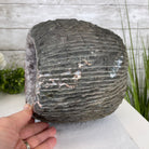 Super Quality Unique Uruguayan Amethyst Geode, 8.25” tall & 25 lbs #5520-0044 by Brazil Gems - Brazil GemsBrazil GemsSuper Quality Unique Uruguayan Amethyst Geode, 8.25” tall & 25 lbs #5520-0044 by Brazil GemsClusters: Unique & Freeform5520-0044