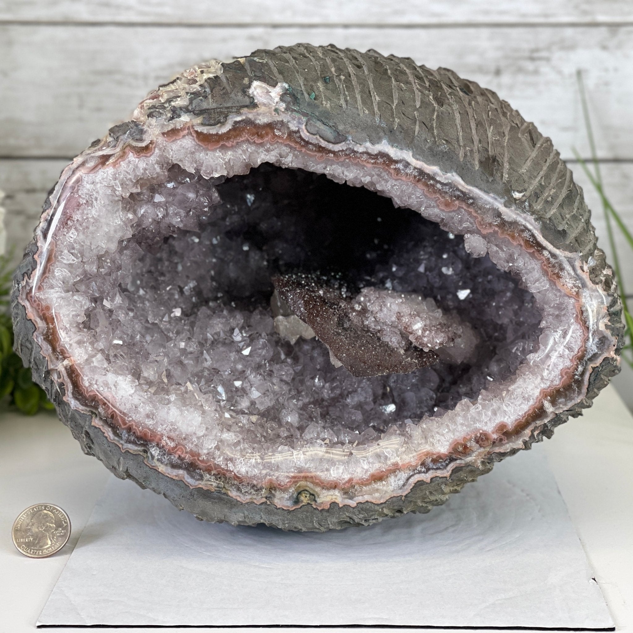 Super Quality Unique Uruguayan Amethyst Geode, 8.25” tall & 25 lbs #5520-0044 by Brazil Gems - Brazil GemsBrazil GemsSuper Quality Unique Uruguayan Amethyst Geode, 8.25” tall & 25 lbs #5520-0044 by Brazil GemsClusters: Unique & Freeform5520-0044