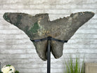 "The Bat" Amethyst Cluster, Metal Base, 163 lbs & 69" Tall #5491-0145 - Brazil GemsBrazil Gems"The Bat" Amethyst Cluster, Metal Base, 163 lbs & 69" Tall #5491-0145Clusters on Fixed Bases5491-0145