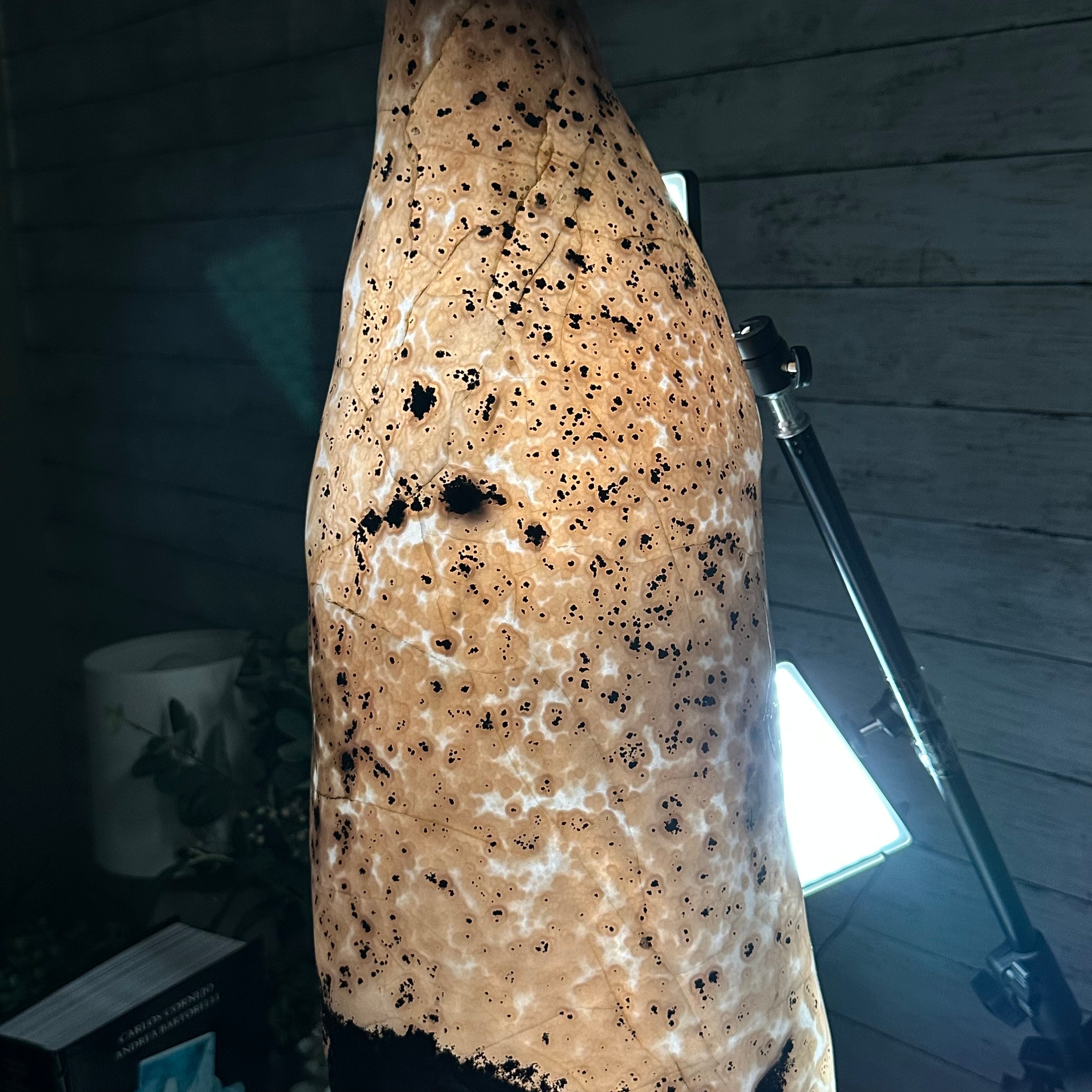 Extra Quality Polished Brazilian Amethyst Cathedral, 51.7 lbs & 30.5" tall Model #5602-0158 by Brazil Gems - Brazil GemsBrazil GemsExtra Quality Polished Brazilian Amethyst Cathedral, 51.7 lbs & 30.5" tall Model #5602-0158 by Brazil GemsPolished Cathedrals5602-0158