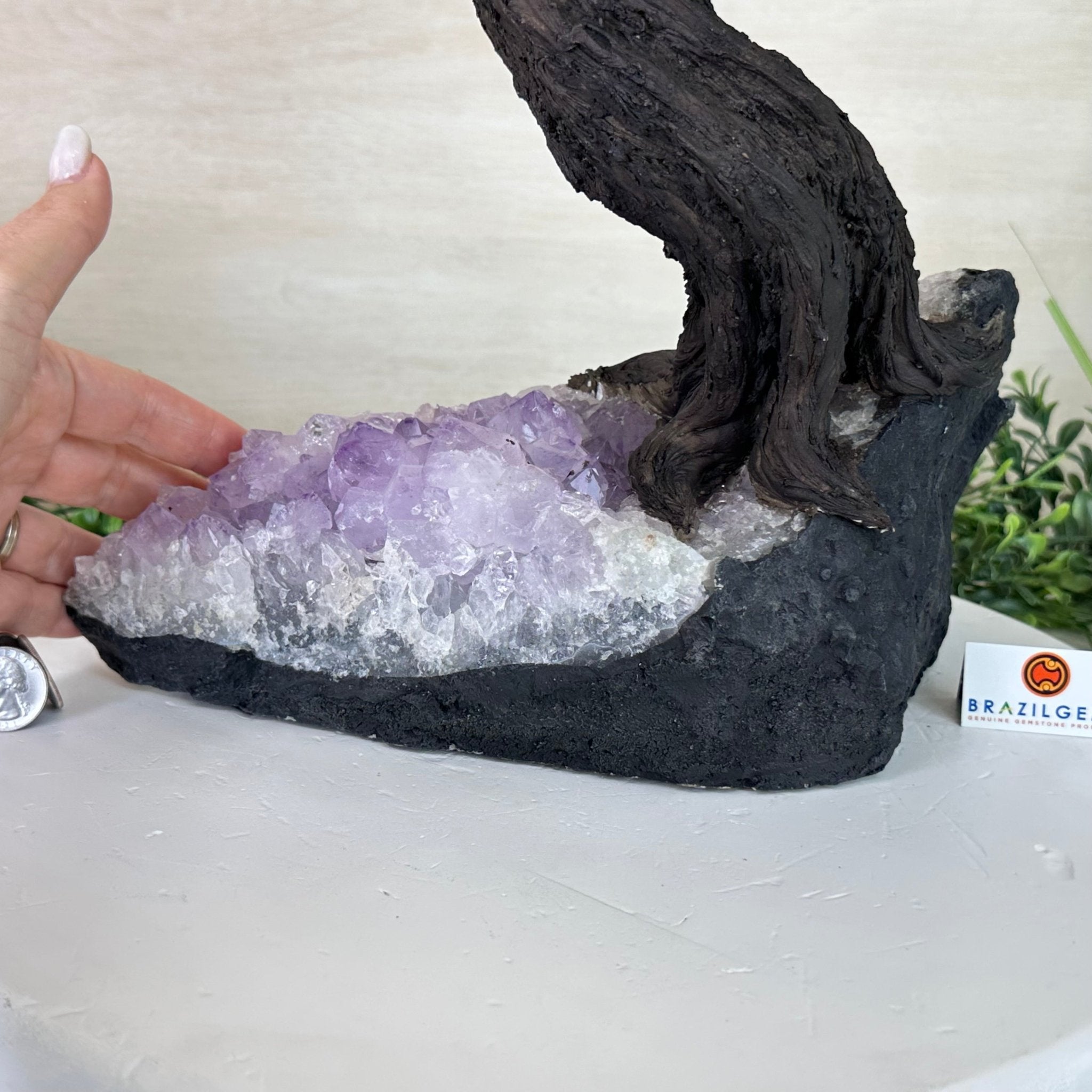 21" Tall Rose Quartz Gemstone Tree on an Amethyst base, 540 gems #5406RQ - 018 - Brazil GemsBrazil Gems21" Tall Rose Quartz Gemstone Tree on an Amethyst base, 540 gems #5406RQ - 018Gemstone Trees5406RQ - 018