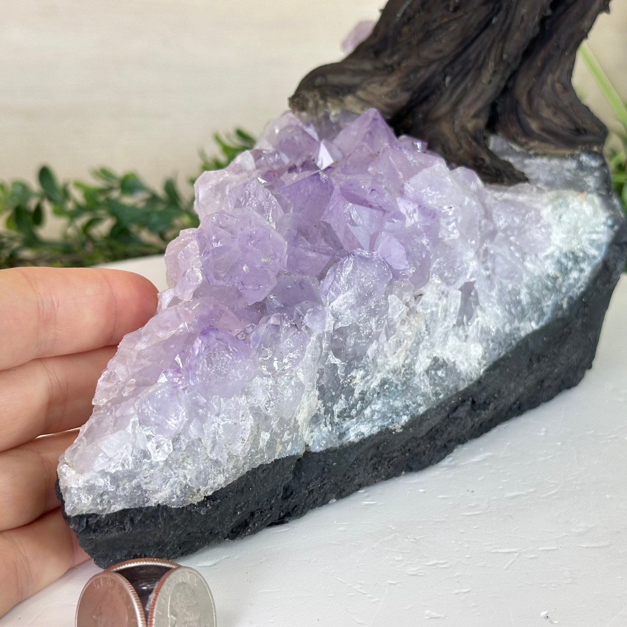 21" Tall Rose Quartz Gemstone Tree on an Amethyst base, 540 gems #5406RQ - 018 - Brazil GemsBrazil Gems21" Tall Rose Quartz Gemstone Tree on an Amethyst base, 540 gems #5406RQ - 018Gemstone Trees5406RQ - 018