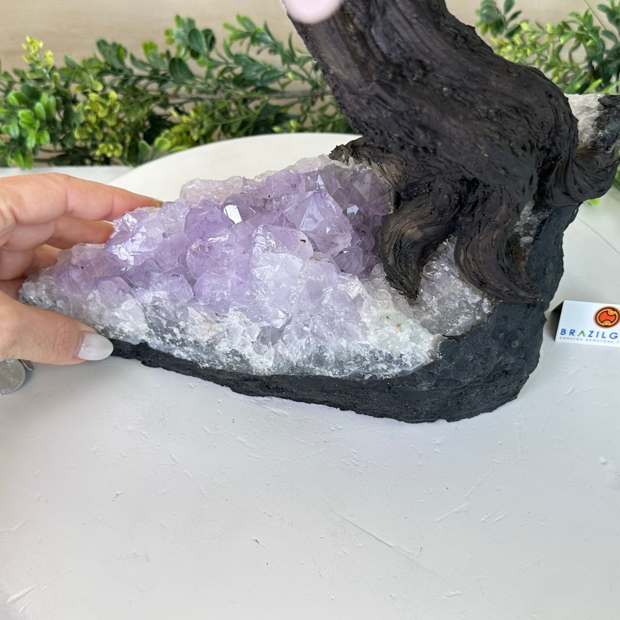 21" Tall Rose Quartz Gemstone Tree on an Amethyst base, 540 gems #5406RQ - 018 - Brazil GemsBrazil Gems21" Tall Rose Quartz Gemstone Tree on an Amethyst base, 540 gems #5406RQ - 018Gemstone Trees5406RQ - 018