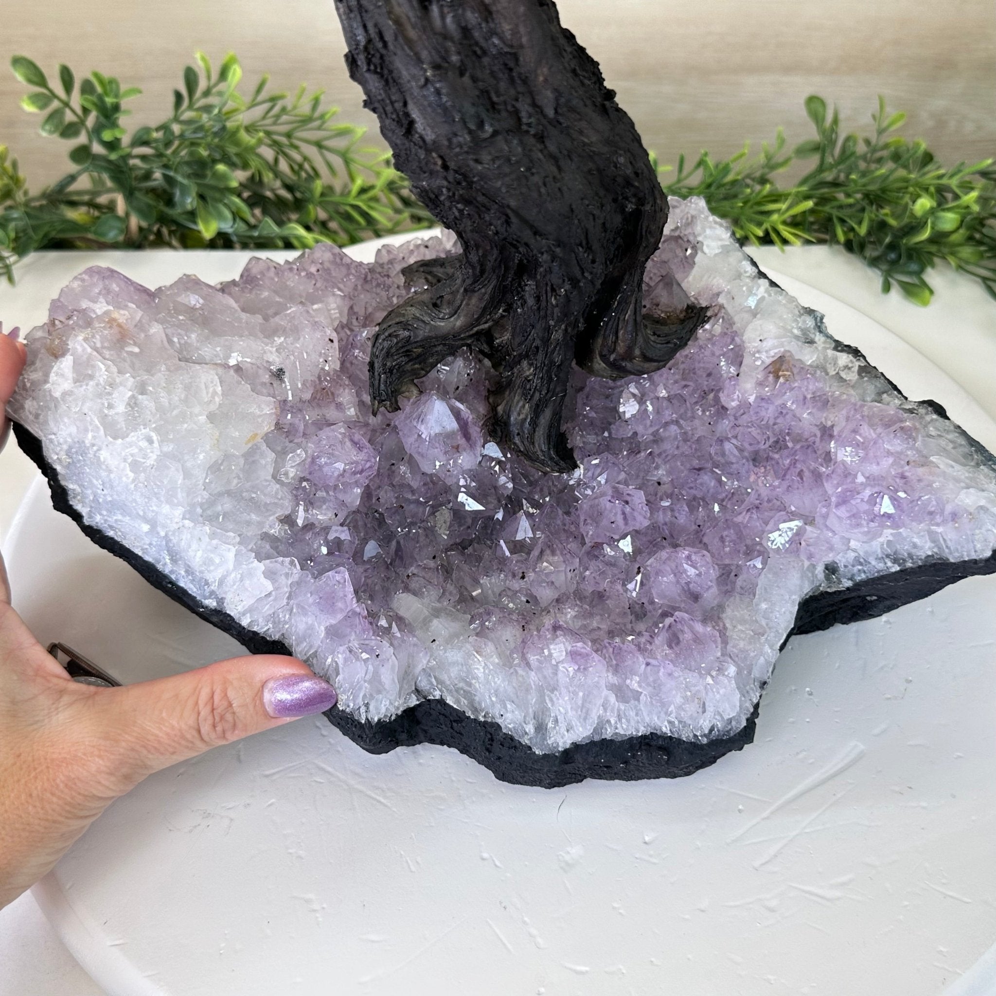 21.75" Tall Citrine Gemstone Tree on an Amethyst Base, 540 gems #5406CI - 022 - Brazil GemsBrazil Gems21.75" Tall Citrine Gemstone Tree on an Amethyst Base, 540 gems #5406CI - 022Gemstone Trees5406CI - 022