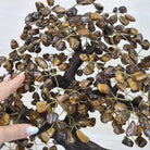 22" Tall Tiger's Eye Gemstone Tree on an Amethyst base, 540 gems #5406TE - 004 - Brazil GemsBrazil Gems22" Tall Tiger's Eye Gemstone Tree on an Amethyst base, 540 gems #5406TE - 004Gemstone Trees5406TE - 004