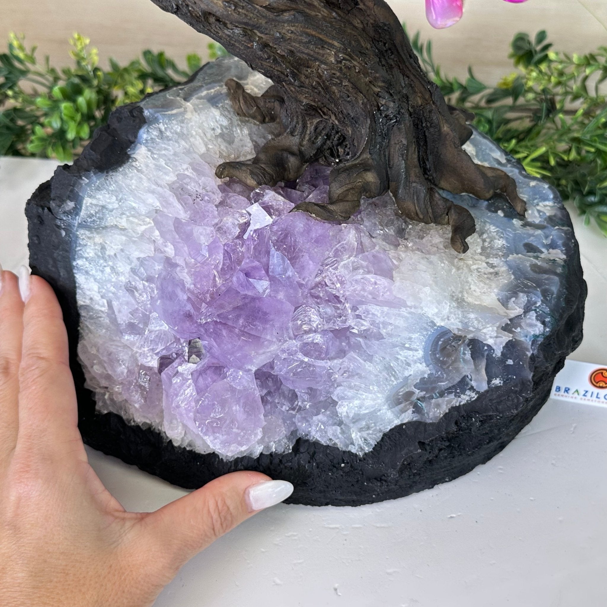 22.5" Tall Pink Agate Gemstone Tree on an Amethyst base, 540 gems #5406PA - 005 - Brazil GemsBrazil Gems22.5" Tall Pink Agate Gemstone Tree on an Amethyst base, 540 gems #5406PA - 005Gemstone Trees5406PA - 005