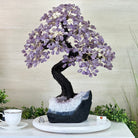 22.7" Tall Amethyst Gemstone Tree on an Amethyst base, 540 gems #5406AM - 041 - Brazil GemsBrazil Gems22.7" Tall Amethyst Gemstone Tree on an Amethyst base, 540 gems #5406AM - 041Gemstone Trees5406AM - 041