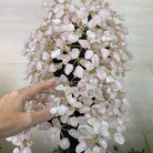 25" Tall Large Rose Quartz Gemstone Tree on an Amethyst Base, 720 gems #5407RQ - 016 - Brazil GemsBrazil Gems25" Tall Large Rose Quartz Gemstone Tree on an Amethyst Base, 720 gems #5407RQ - 016Gemstone Trees5407RQ - 016