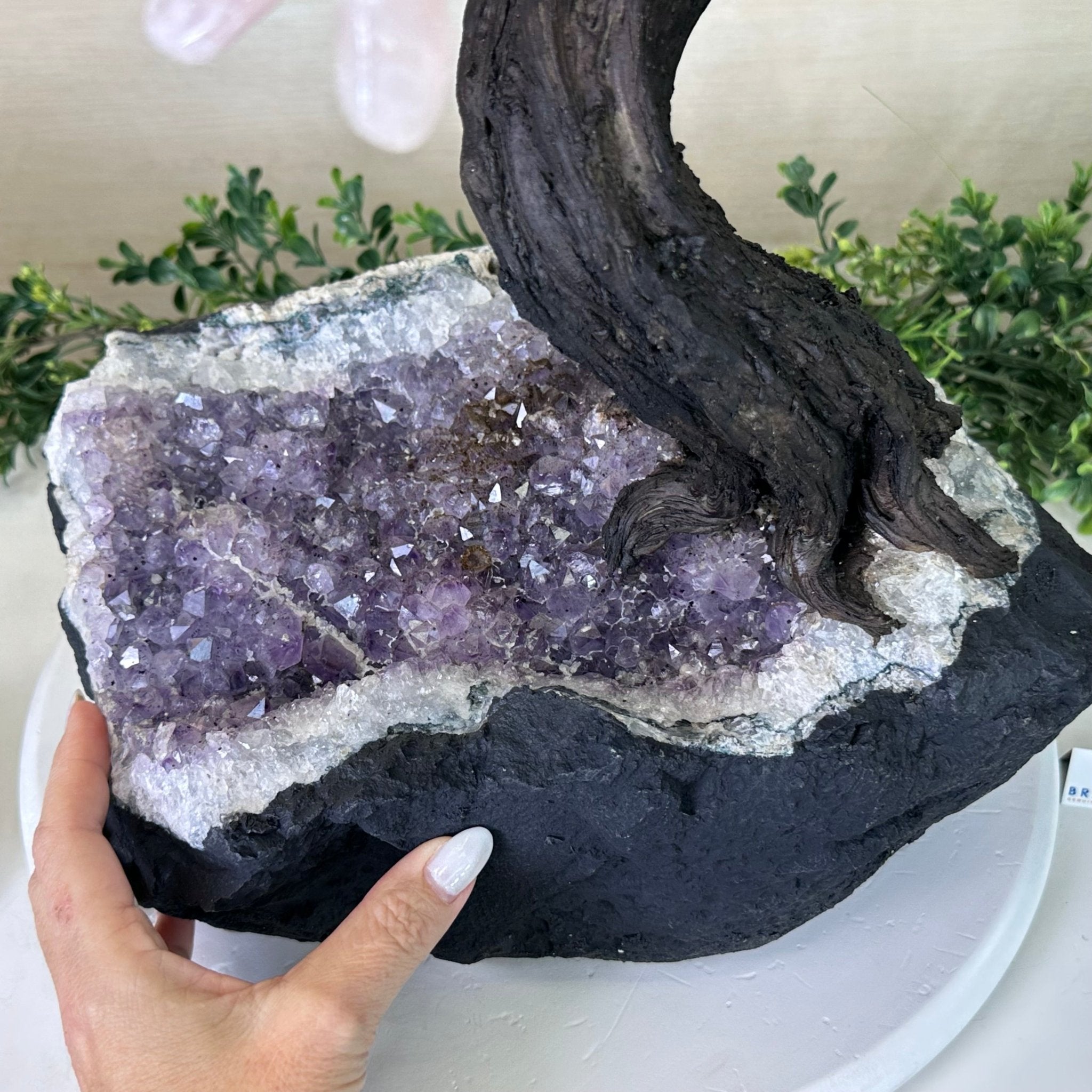 25" Tall Large Rose Quartz Gemstone Tree on an Amethyst Base, 720 gems #5407RQ - 016 - Brazil GemsBrazil Gems25" Tall Large Rose Quartz Gemstone Tree on an Amethyst Base, 720 gems #5407RQ - 016Gemstone Trees5407RQ - 016