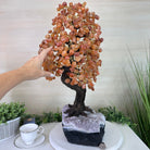 25.75" Tall Large Carnelian Gemstone Tree on an Amethyst Base, 720 gems #5407CA - 005 - Brazil GemsBrazil Gems25.75" Tall Large Carnelian Gemstone Tree on an Amethyst Base, 720 gems #5407CA - 005Gemstone Trees5407CA - 005