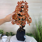 26" Tall Large Carnelian Gemstone Tree on an Amethyst Base, 720 gems #5407CA - 004 - Brazil GemsBrazil Gems26" Tall Large Carnelian Gemstone Tree on an Amethyst Base, 720 gems #5407CA - 004Gemstone Trees5407CA - 004