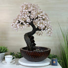 26" Tall Rose Quartz Gemstone Fountain Tree with Ceramic Bowl, 660 Gem Leaves #5458RQFB - 001 - Brazil GemsBrazil Gems26" Tall Rose Quartz Gemstone Fountain Tree with Ceramic Bowl, 660 Gem Leaves #5458RQFB - 001Gemstone Trees5458RQFB - 001