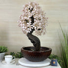 26" Tall Rose Quartz Gemstone Fountain Tree with Ceramic Bowl, 660 Gem Leaves #5458RQFB - 001 - Brazil GemsBrazil Gems26" Tall Rose Quartz Gemstone Fountain Tree with Ceramic Bowl, 660 Gem Leaves #5458RQFB - 001Gemstone Trees5458RQFB - 001