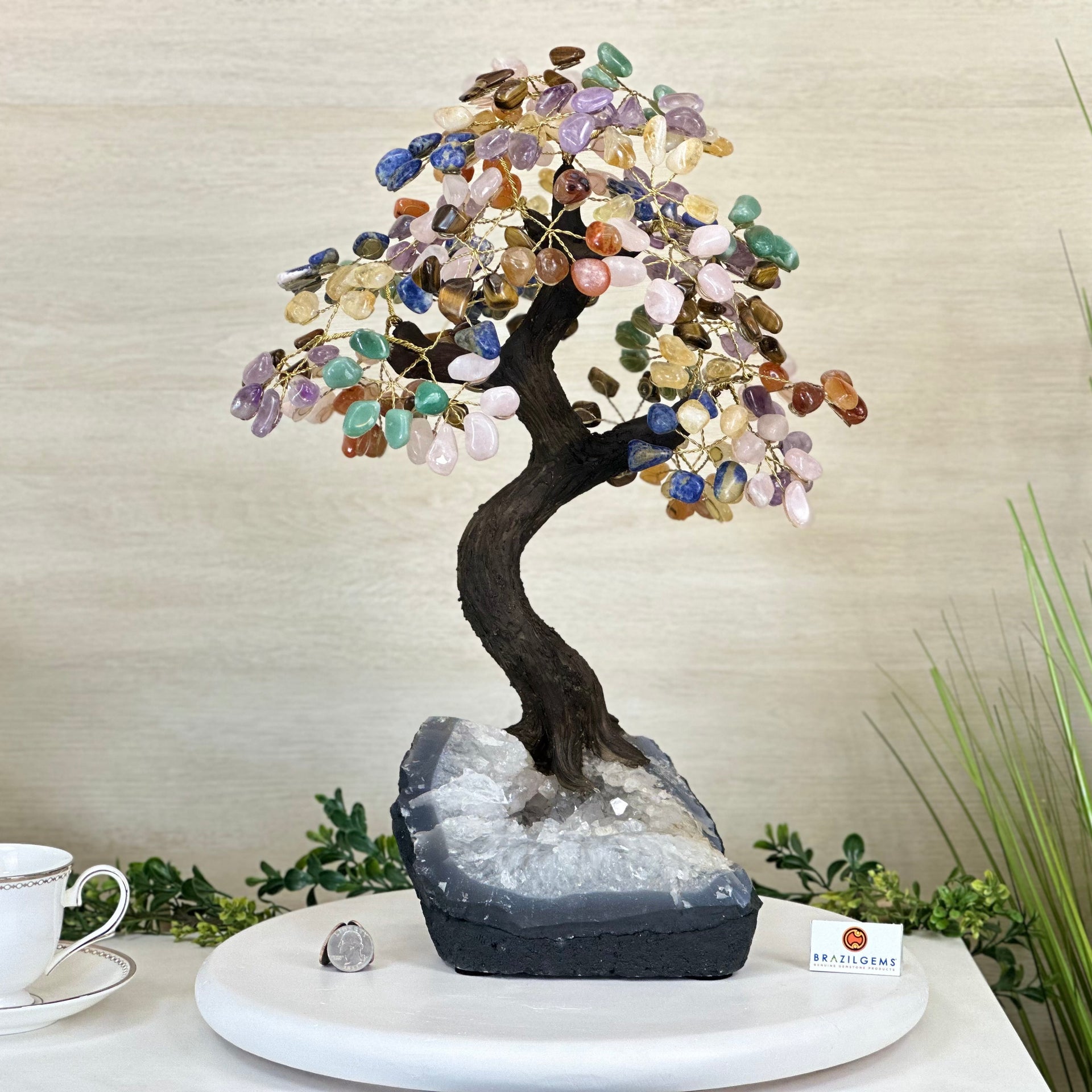 money tree chinese plant Buy Chinese Money Plant - Pilea peperomioides