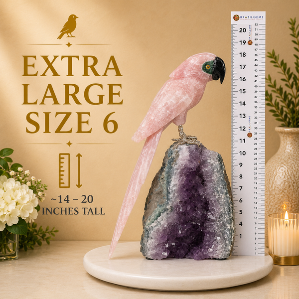 X-Large Size 6