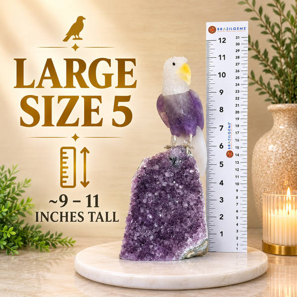 Large Size 5