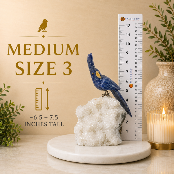 Medium Size 3