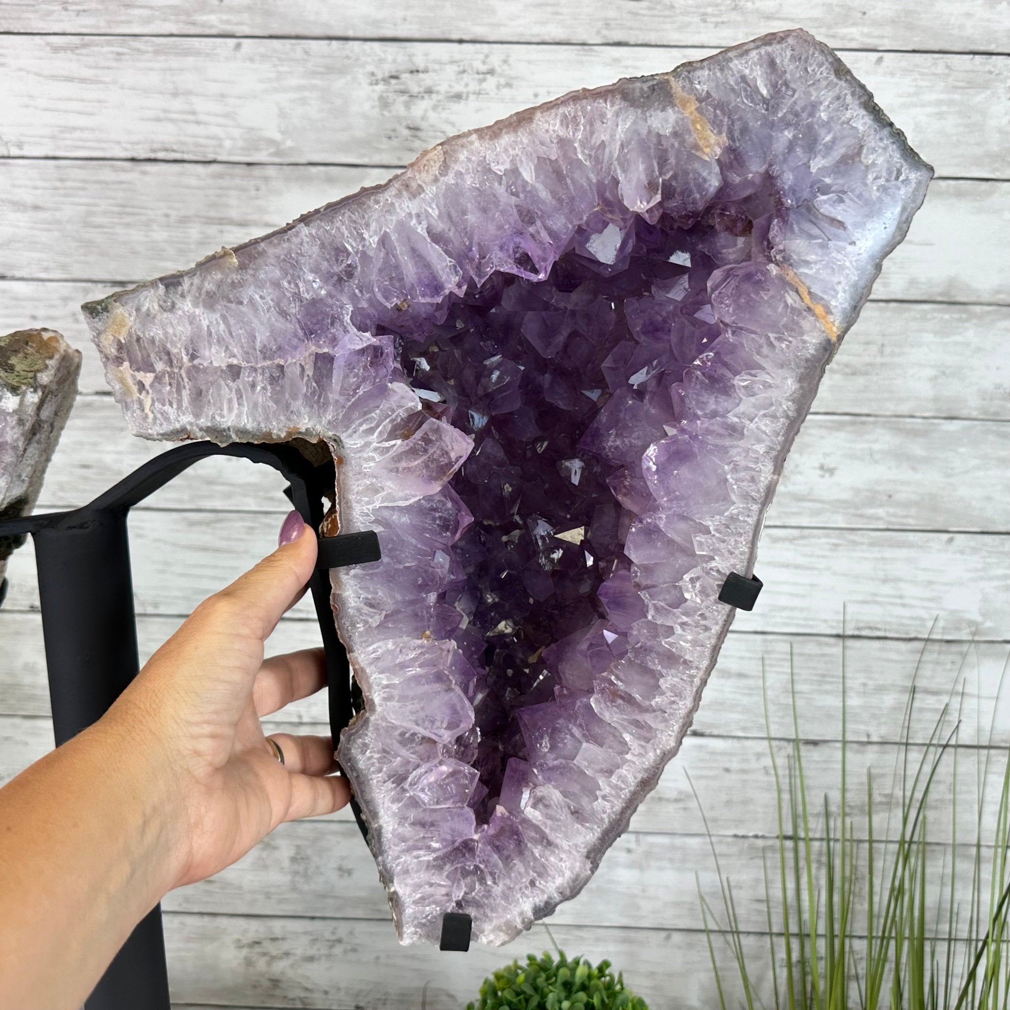 Amethyst Wings on a Metal Stand, 65.6 lbs & 25.6" Tall #5493 - 0049 - Brazil GemsBrazil GemsAmethyst Wings on a Metal Stand, 65.6 lbs & 25.6" Tall #5493 - 0049Amethyst Butterfly Wings5493 - 0049