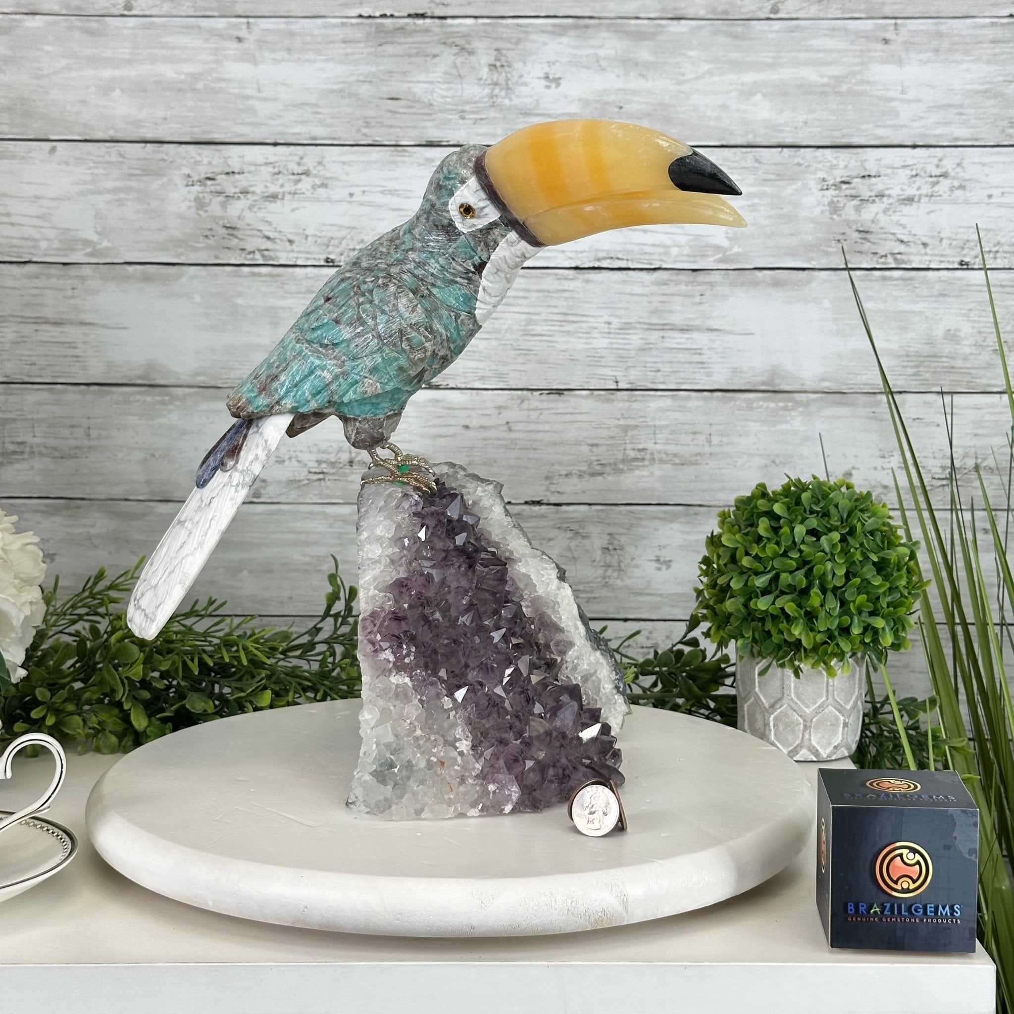 Brazil bird ブラジル　バード　アキツユコ Brazil bird ブラジル バード アキツユコ Brazil bird ブラジル バード