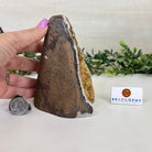 Extra Plus Quality Citrine Cluster w/ flat base, 5.2" Tall 5612 - 0239 - Brazil GemsBrazil GemsExtra Plus Quality Citrine Cluster w/ flat base, 5.2" Tall 5612 - 0239Small Clusters with Flat Bases5612 - 0239
