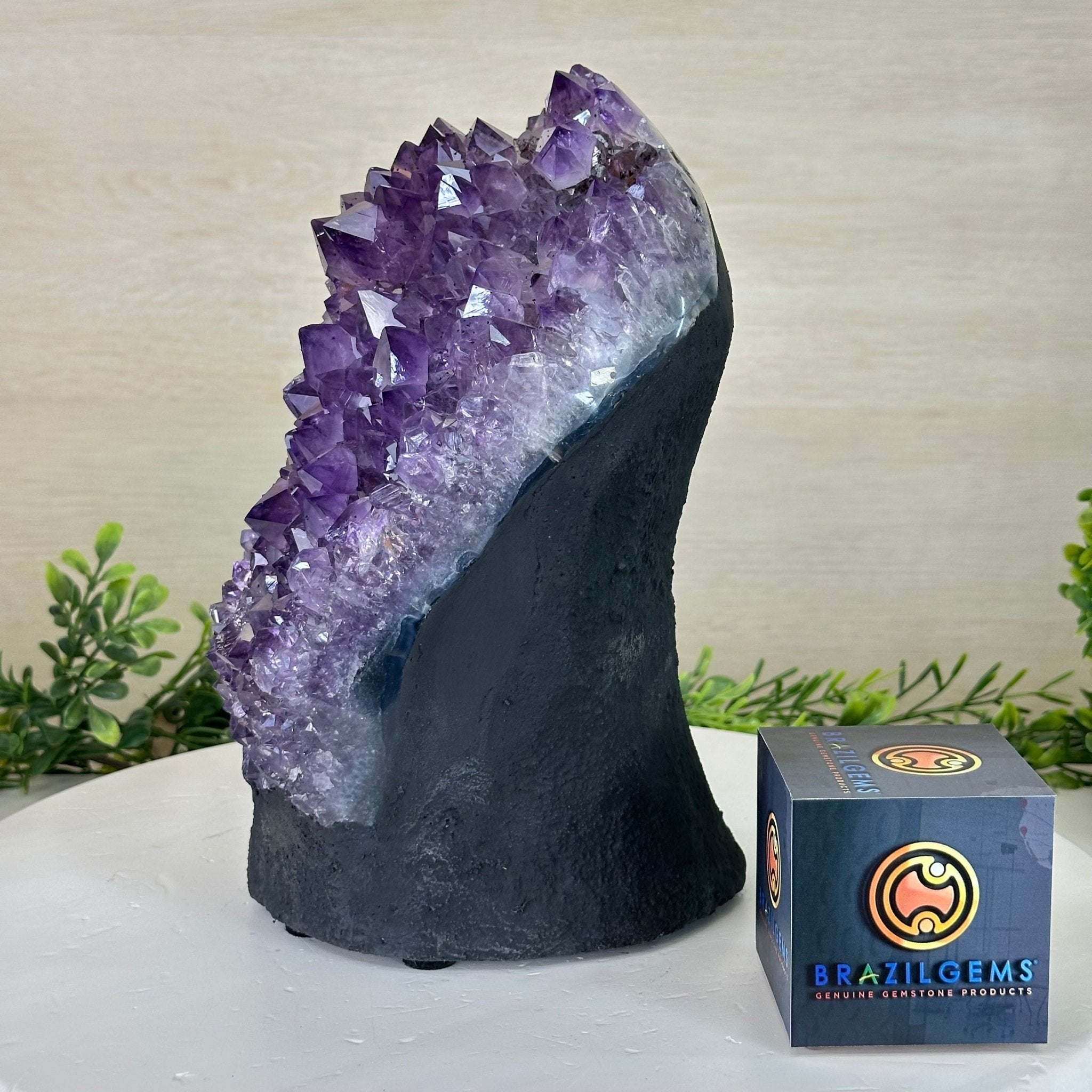 Extra Quality Amethyst Cluster, Cement Base, 14 lbs & 9.3" Tall #5614 - 0145 - Brazil GemsBrazil GemsExtra Quality Amethyst Cluster, Cement Base, 14 lbs & 9.3" Tall #5614 - 0145Clusters on Cement Bases5614 - 0145